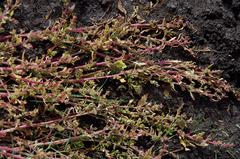 Chenopodium macrospermum