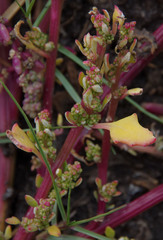 Chenopodium macrospermum