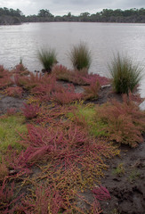 Chenopodium macrospermum
