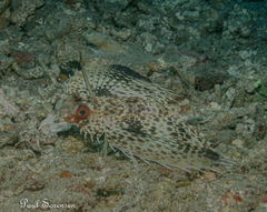 Dactylopterus