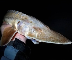 Scaphirhynchus platorynchus