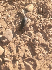 Iphthiminus serratus