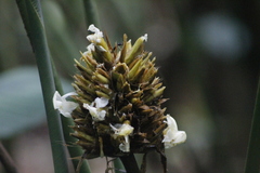 Goeppertia inocephala