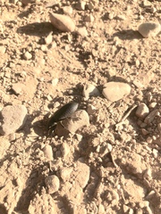 Iphthiminus serratus