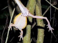 Leptodeira splendida