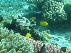 Pomacentrus moluccensis