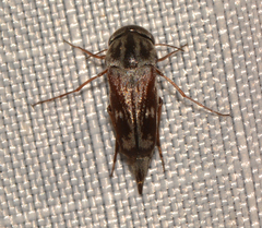 Tomoxia lineella