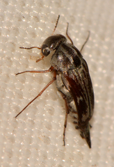 Tomoxia lineella