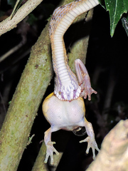 Leptodeira splendida