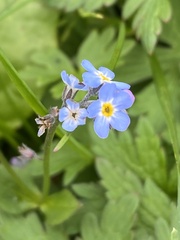 Myosotis decumbens