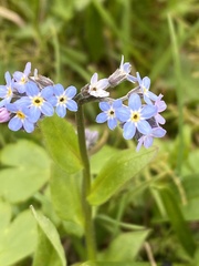 Myosotis decumbens