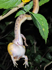 Leptodeira splendida