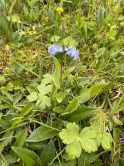 Myosotis decumbens