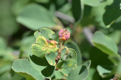 Gymnotelium blasdaleanum