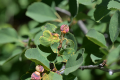 Gymnotelium blasdaleanum