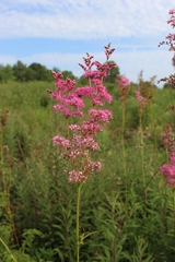 Filipendula rubra
