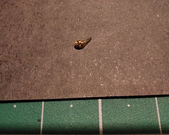 Psyllobora confluens