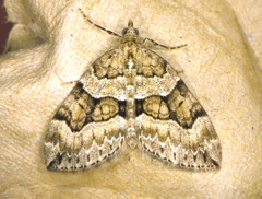 Thera contractata