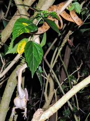 Leptodeira splendida