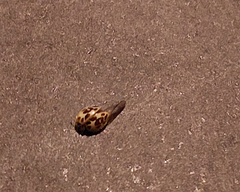 Psyllobora confluens