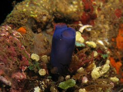 Rhopalaea