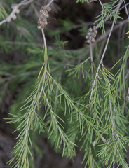Melaleuca rhaphiophylla