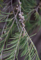 Melaleuca rhaphiophylla