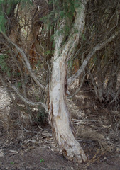 Melaleuca rhaphiophylla