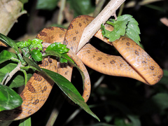 Leptodeira splendida