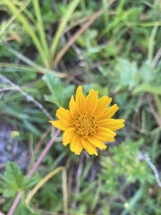 Sphagneticola trilobata