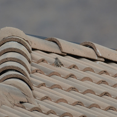 Salpinctes obsoletus