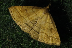 Polypogon gryphalis