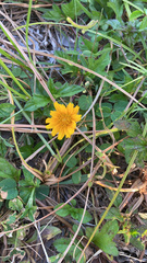 Sphagneticola trilobata