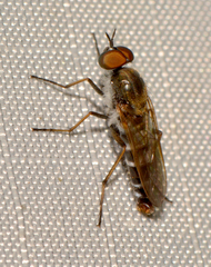 Ozodiceromyia notata