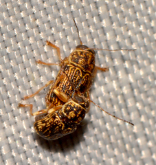 Pachybrachis pectoralis