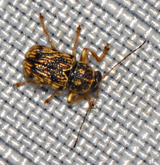 Pachybrachis pectoralis