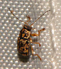 Pachybrachis pectoralis