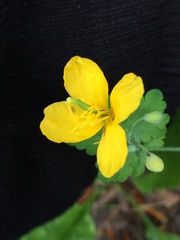 Chelidonium majus