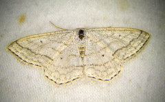 Scopula ancellata