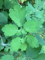 Chelidonium majus
