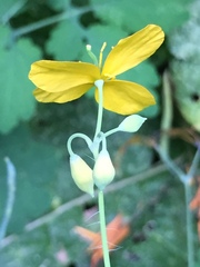 Chelidonium majus