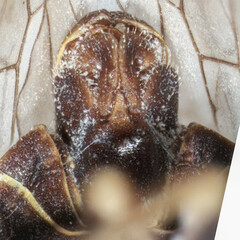 Melanoliarus concinnulus