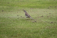 Turdus viscivorus