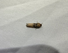 Dasypyga alternosquamella