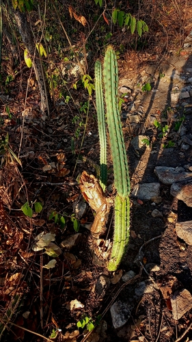 Cereus phatnospermus (Cereus phatnospermus)
