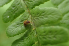 Monalocoris filicis
