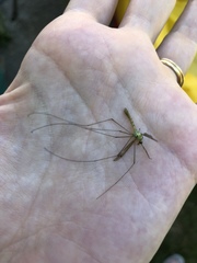 Nephrotoma virescens