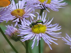 Hoplitis fulgida