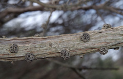 Melaleuca teretifolia
