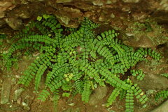 Asplenium trichomanes